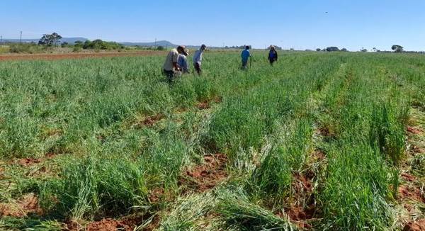 Instalan parcelas demostrativas de mandioca para evaluar el desempeño del rubro en Yacuty