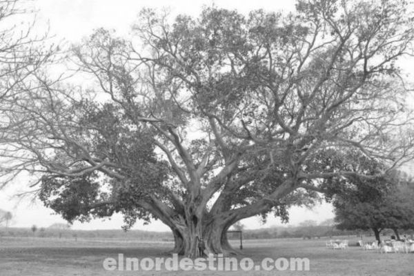 El árbol más grande del Paraguay es un guapoy de unos quinientos años de Paso Barreto Departamento de Concepción