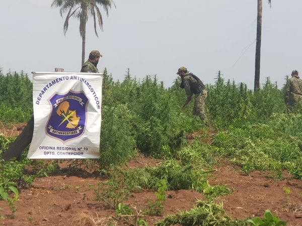 Hallazgo y destrucción de marihuana en Yby Yaú