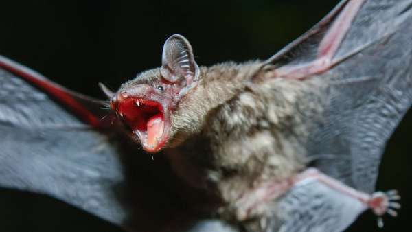 Un hombre muere de rabia tras despertar con un murciélago en su cuello en EEUU | Ñanduti