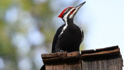 Estados Unidos declara la extinción de 23 especies animales