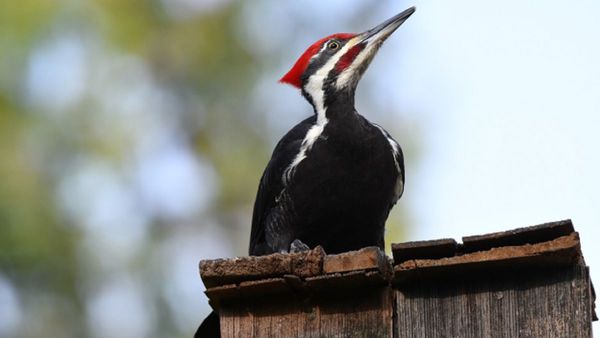 Estados Unidos declara la extinción de 23 especies animales