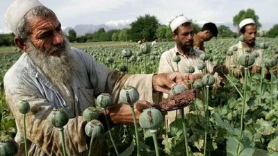 El precio del opio se dispara en Afganistán tras retorno de talibanes