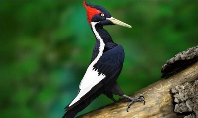 Diario HOY | El pájaro carpintero es declarado extinto al igual que otras 22 especies