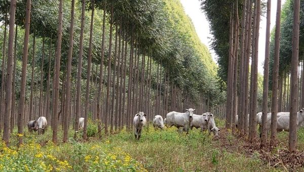 Forestal Sylvis es reconocida por sus buenas prácticas de reforestación con sistema silvopastoril