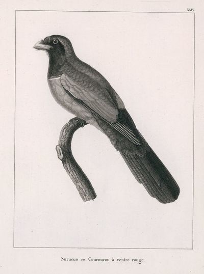Las aves de Azara: un trabajo de muchos años - Ciencia - ABC Color