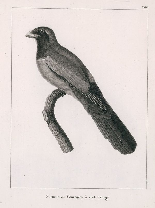 Las aves de Azara: un trabajo de muchos años - Ciencia - ABC Color