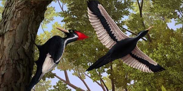 Estados Unidos declara extintas 23 especies animales, entre ellos al pájaro carpintero real
