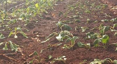 El clima afecta la producción de hortalizas en Alto Paraná