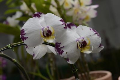 Ferias de flores en Caacupé y Asunción para aprender y aquirir bellas especies - Nacionales - ABC Color