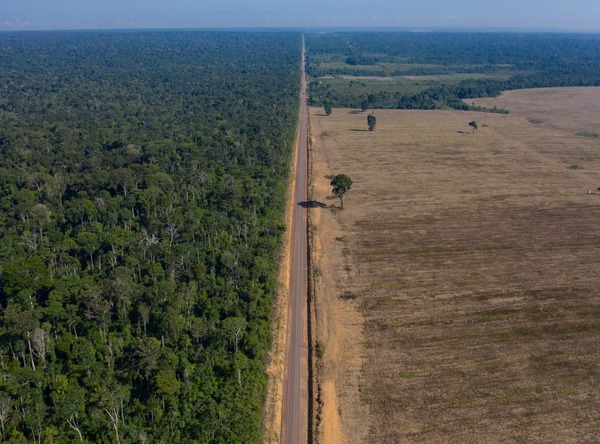 La Amazonía perdió un área equivalente a Chile en un plazo de 36 años | Ñanduti
