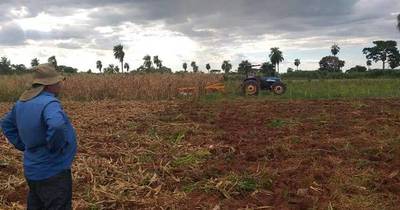 La Nación / Agricultores de Concepción se ven seriamente afectados por la sequía
