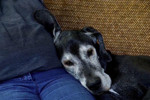 Perros abuelos: seis enfermedades que aparecen con la edad - Mascotas - ABC Color