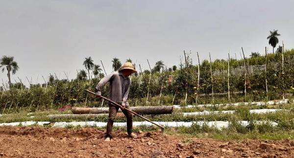 Productor de Arroyos y Esteros destaca ayuda financiera del CAH en tiempo de pandemia