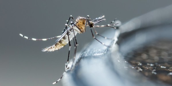 Preocupa el dengue: Notificaciones por casos febriles no bajaron en todo el año - Megacadena — Últimas Noticias de Paraguay