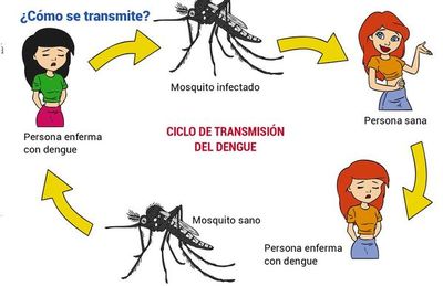 Dengue ¿qué es, cómo se transmite y cómo se previene? - Escolar - ABC Color