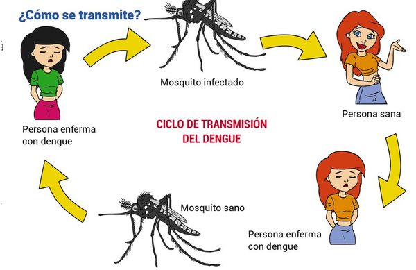 Dengue ¿qué es, cómo se transmite y cómo se previene? - Escolar - ABC Color