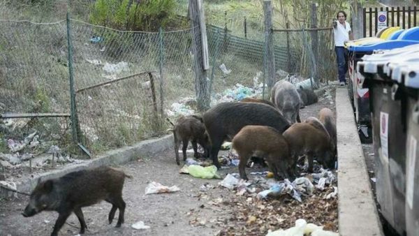 Los jabalíes recorren las calles de Roma atraídos por la acumulación de basura