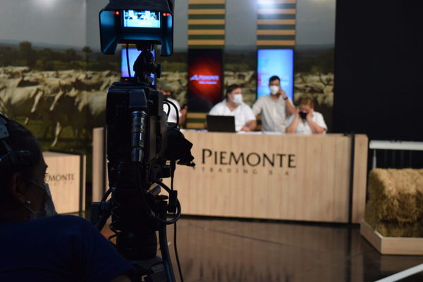 Piemonte remata mañana sábado 491 vacunos en feria de invernada