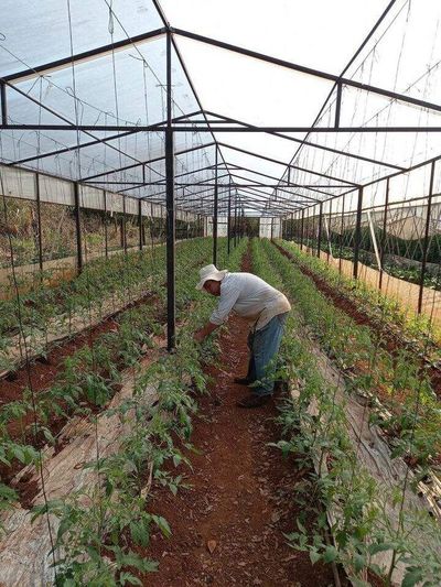 Horticultores esperan que lluvias frenen pérdidas por sequía - ABC en el Este - ABC Color