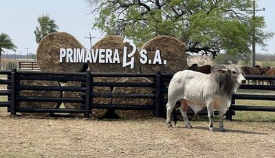 Mañana domingo, Ferusa remata reproductores superiores de Primavera 43 S.A.
