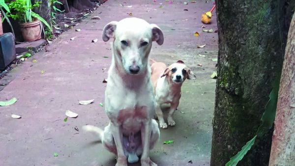 Perritos salvaron de robo a su dueño