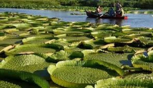 El yacaré yrupé será impreso en sellos postales de la Dinacopa