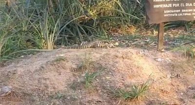 Un teju guasu se convierte en atracción en el Parque Ñu Guasu - Nacionales - ABC Color