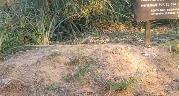 Un teju guasu se convierte en atracción en el Parque Ñu Guasu - Nacionales - ABC Color