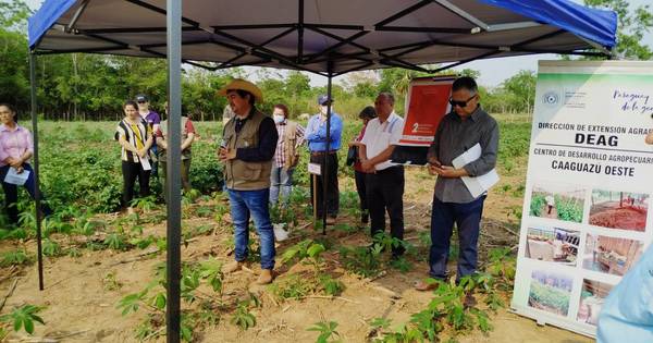 La Nación / Productores de Caaguazú recibieron asistencia técnica del MAG