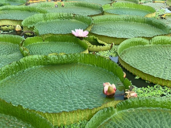 Foto del Yacaré Yrupé gana concurso y será estampilla del Correo Paraguayo - Megacadena — Últimas Noticias de Paraguay