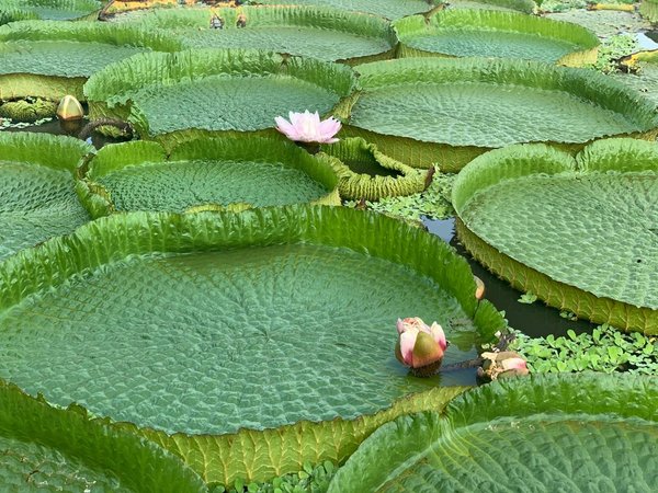 Foto del Yacaré Yrupé gana concurso y será estampilla del Correo Paraguayo - Megacadena — Últimas Noticias de Paraguay