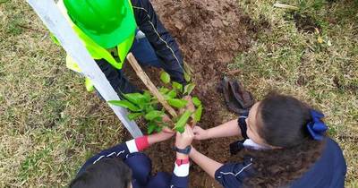 La Nación / Postergan plantación de 50 árboles en Ñu Guasu