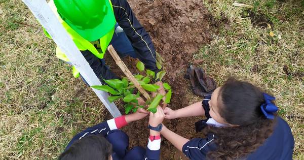 La Nación / Postergan plantación de 50 árboles en Ñu Guasu