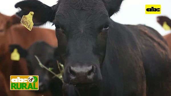 ABC Rural: Argentina flexibiliza en algo la exportación - ABC Rural - ABC Color