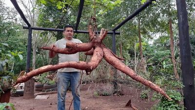 Histórico: cosechan mandioca de 63 kilos en Encarnación - Nacionales - ABC Color