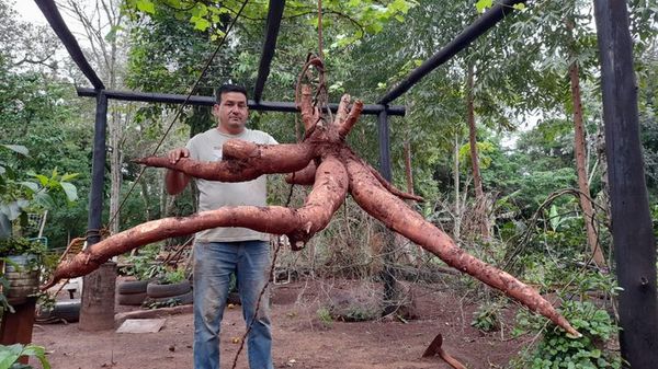 Histórico: cosechan mandioca de 63 kilos en Encarnación - Nacionales - ABC Color