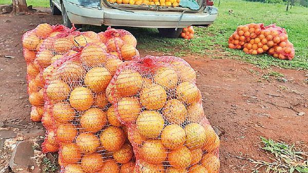 Un pequeño productor registra buena venta en Obligado