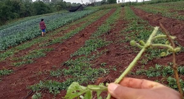 Granizada causa cuantiosos daños a cultivos en la zona de Minga Guazú - Nacionales - ABC Color