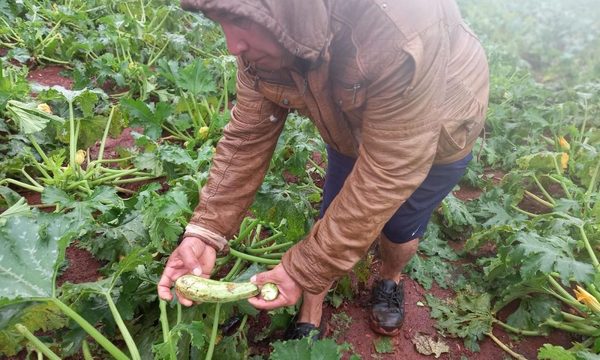 Otro duro golpe a productores