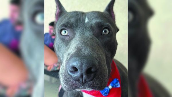 Pitbull será castrado tras rescate de 10 palos