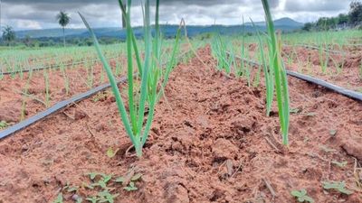 El MAG asegura que lluvias registradas ayudarán a la siembra de cultivos y recuperación de pasturas