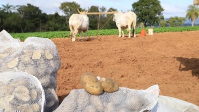 LLUVIAS REGISTRADAS AYUDARÁN A LA SIEMBRA DE CULTIVOS Y RECUPERACIÓN DE PASTURAS, ASEGURA EL MAG