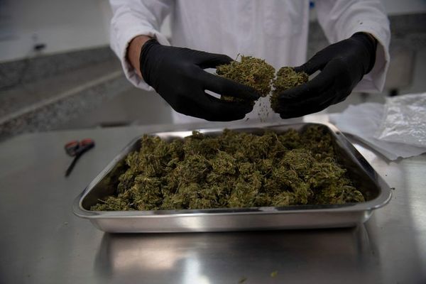 Argentina entrega primeros lotes de cannabis medicinal producidos en el país - Mundo - ABC Color