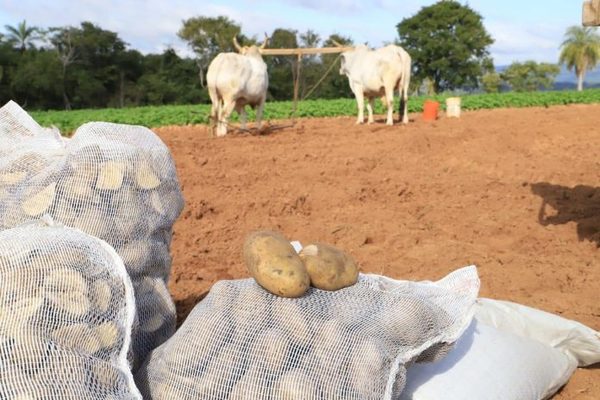 MAG espera que lluvias registradas ayuden a la siembra de cultivos y recuperación de pasturas - ADN Digital
