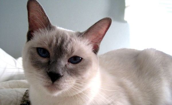 Gato siamés: cómo cuidar al felino más antiguo de la historia - Nacionales - ABC Color