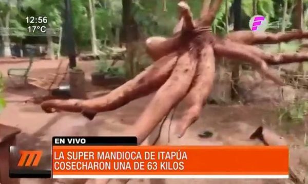 Mandioca gigante podría ser inscripta en los récord guiness | Telefuturo