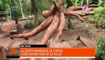 Cosechó una mandioca de 63 kilos y sueña con el Récord Guinness