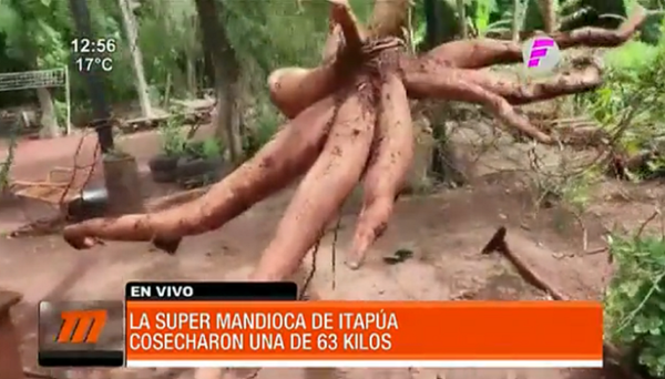 Cosechó una mandioca de 63 kilos y sueña con el Récord Guinness
