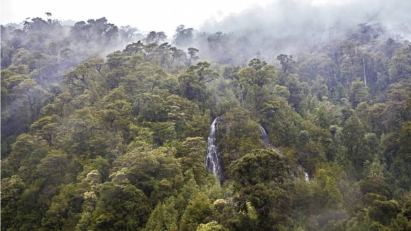 Diario HOY | EEUU, a favor de una asociación con los países que albergan grandes bosques